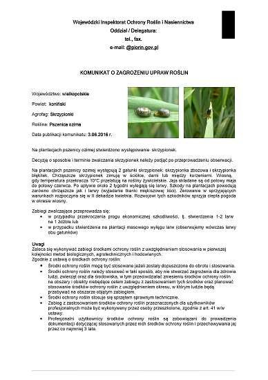 pszenica ozima skrzypionki 4