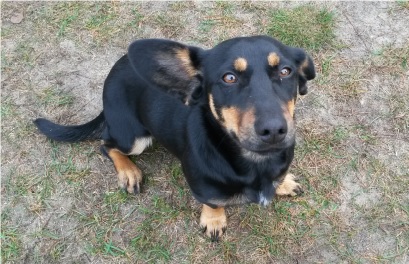 poszukowany wlasciciel