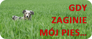 GDY ZAGINIE PIES