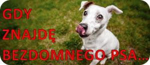 GDY ZNAJDE BEZDOMNEGO PSA
