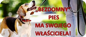 Bezdomny pies ma swojego właściciela - logo