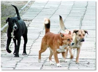 APEL DO WŁAŚCICIELI PSÓW - zdjęcie